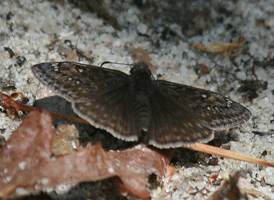 Juvenal's Duskywing
